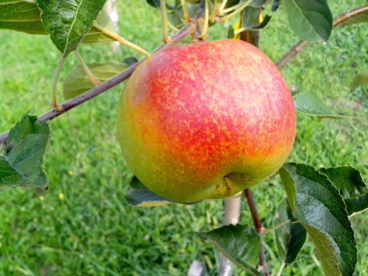 organické jablko, strom