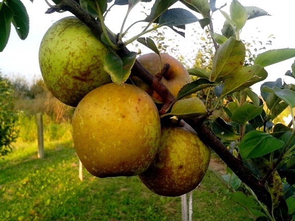 organic apple, production