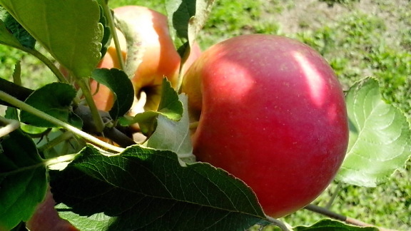 organisk eple, produksjon, natur