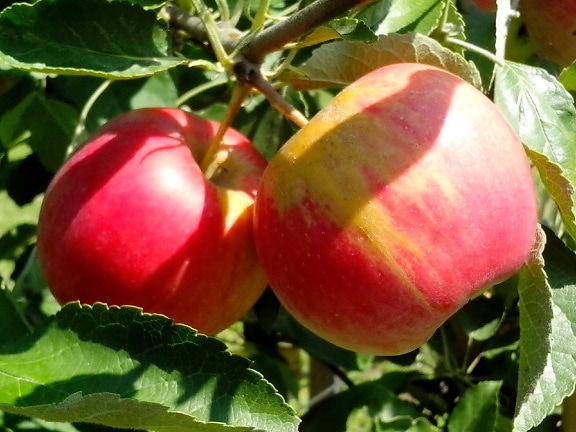økologiske æbler