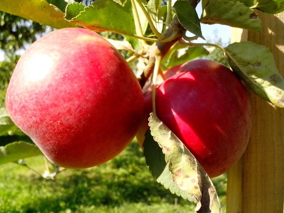 biologici, frutta, albero, mele