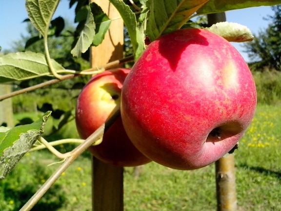organické, červené jablko, ovoce