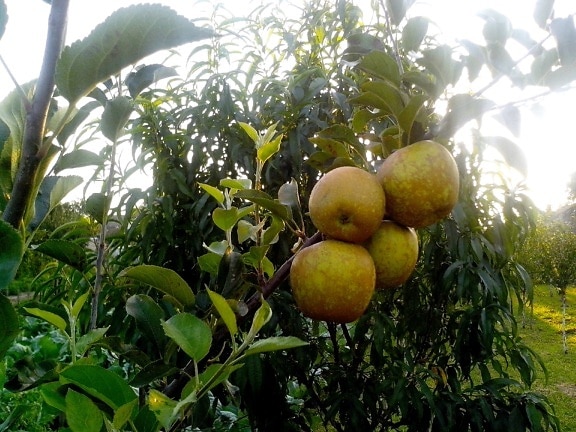 organic, yellow, apple, production