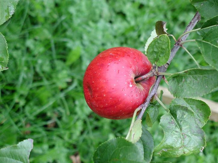 red apple, top