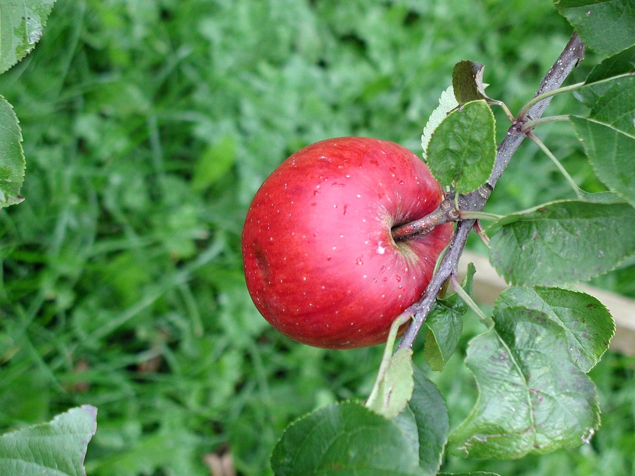 Красная яблоня