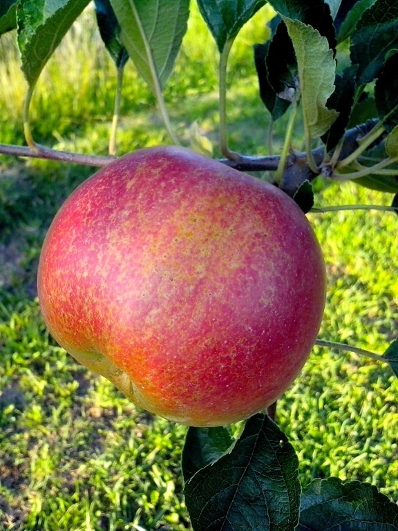 rött äpple, ekologisk, orchard