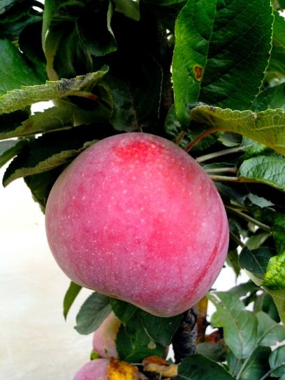 crvena jabuka, stablo, organski pesticidi