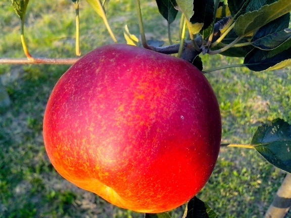 pomme rouge, la production biologique