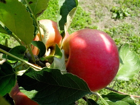 červené jablká, sadov, ekologického