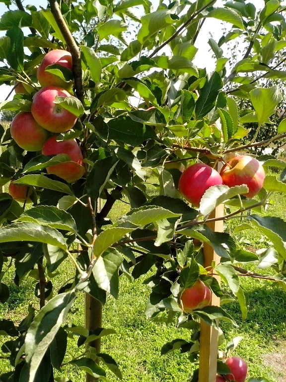 red apples, branch, orchard
