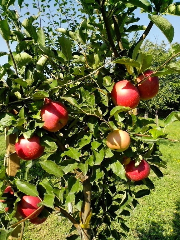 red apples, small tree