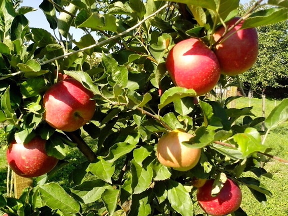 red apples, organic, production