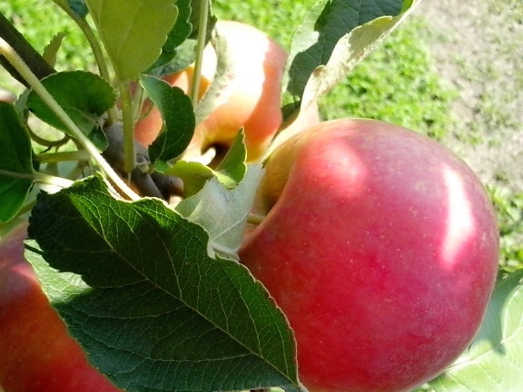 madura, manzana roja, orgánica, la producción