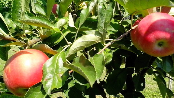 熟した、赤、有機りんご