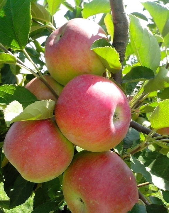 several, organic apples, tree