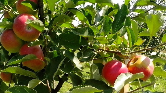 several, red apples, branch, orchard