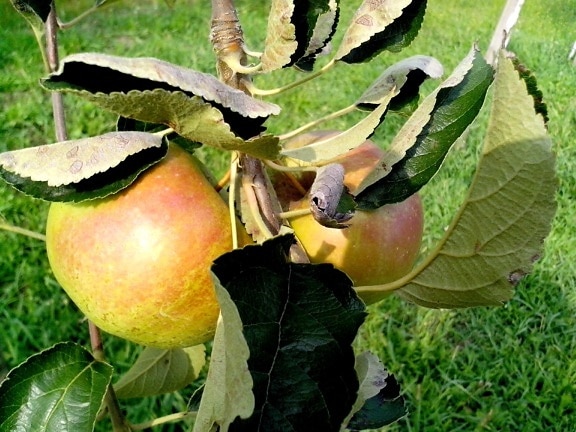 dua, apel, pohon, orchard