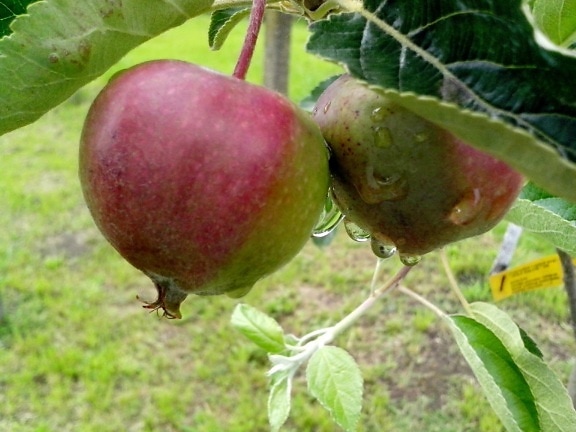 two, green, red apples, tree