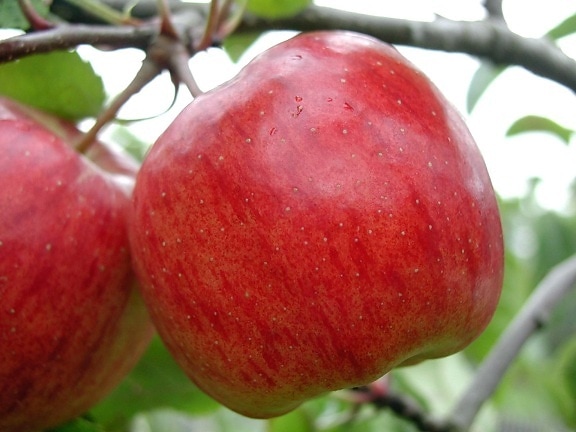แอปเปิ้ลสีแดง 2