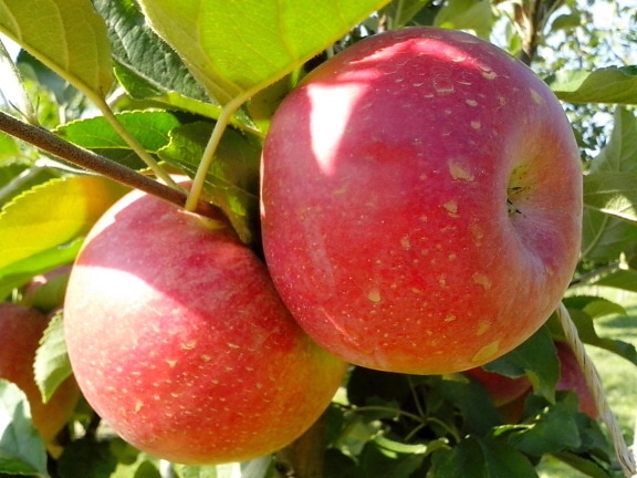 two, red, organic apples