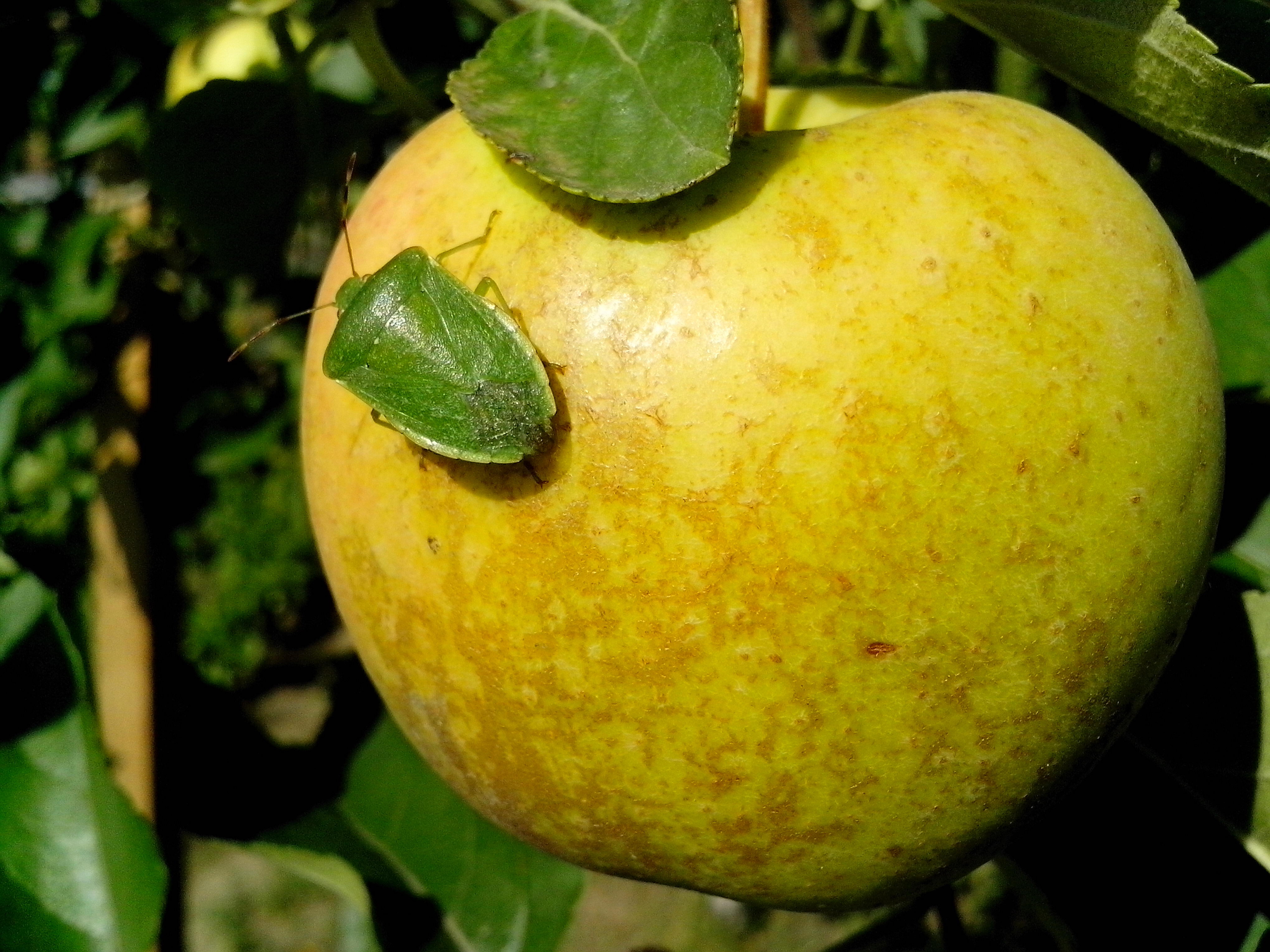 Почему яблоко желтое. Яблоки желтые. Яблоки зеленое и желтое. Фрукт похожий на яблоко желтого цвета. Яблоки желтого цвета.