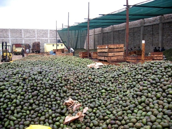 collecting, avocado, fruits, crushed, processed, oil, exported, Africa