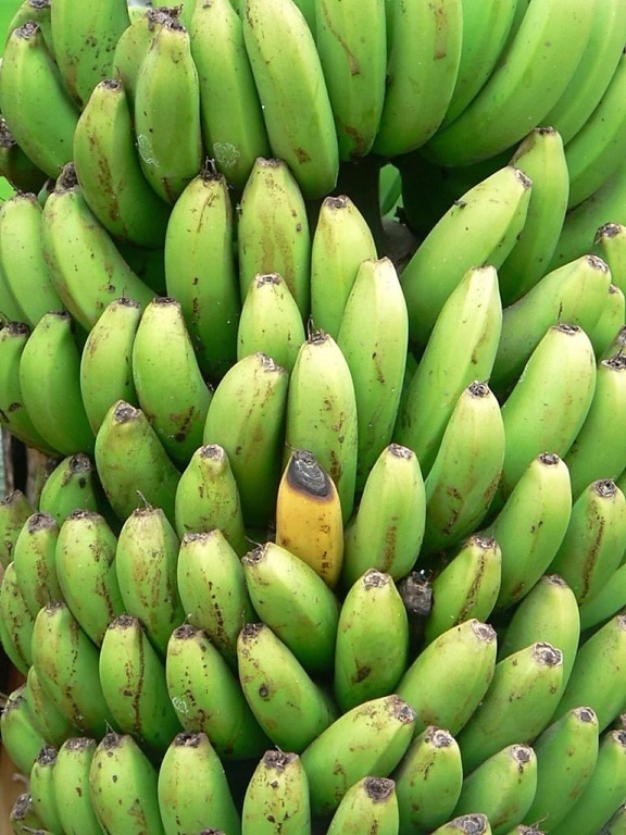 bananas amarelas, verdes,