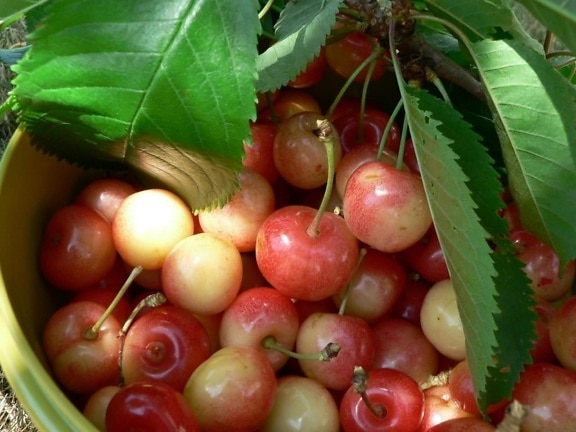 bigarreaux, fruits