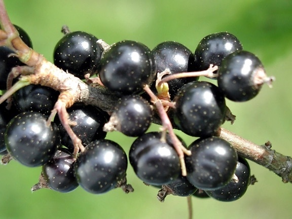 musta, mustaherukka, hedelmä