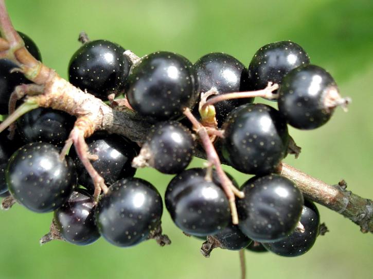schwarz, Johannisbeere, Obst
