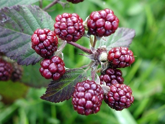 unripe blackberries, rubus ursinus, fruit, organic, herb