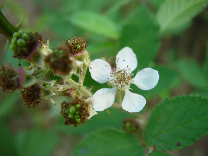 blackberry, flowering