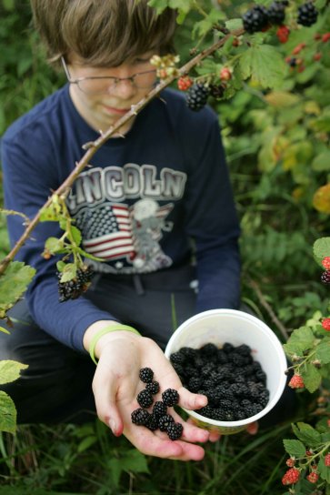 delicious, blackberries
