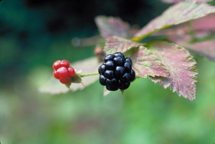 dziki, blackberry, wysokiej rozdzielczości