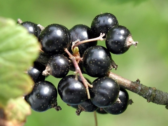 svarta vinbär