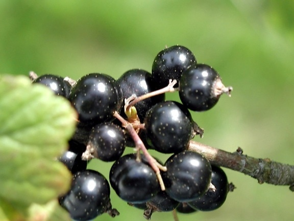 coacaze negre, fructe