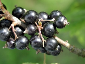 Kostenlose Bild: Schwarze Johannisbeere, Obst