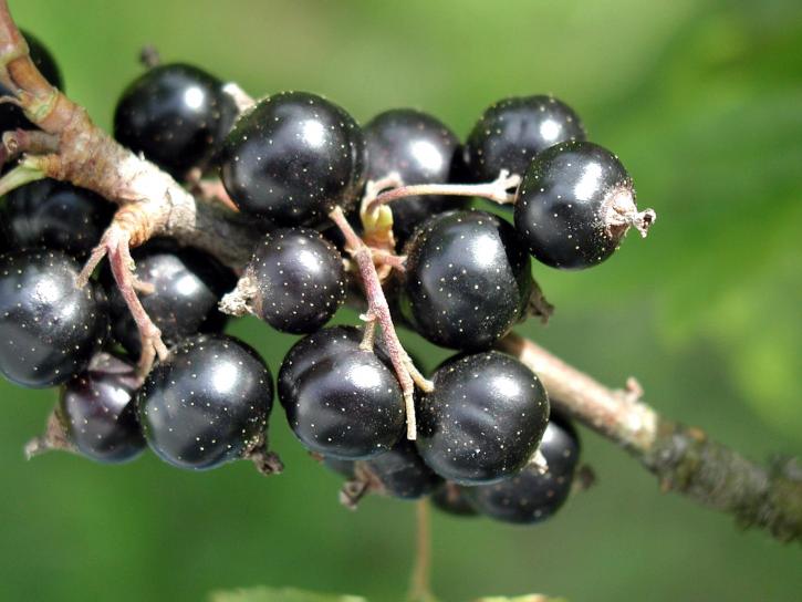coacăze negre, fructe, Dumitru spinarum
