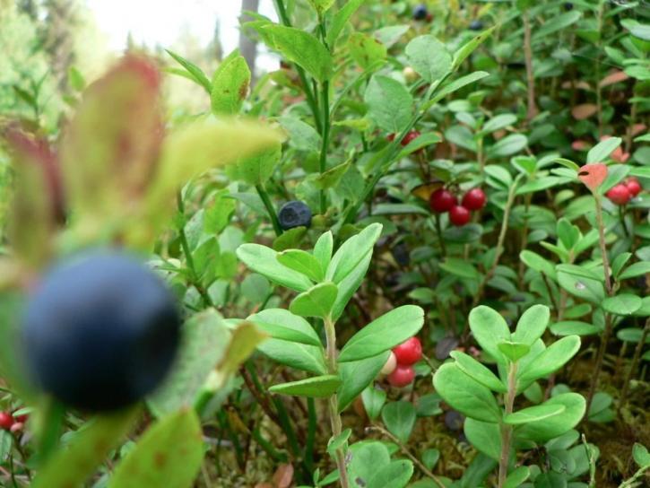borovnice, lingonberries