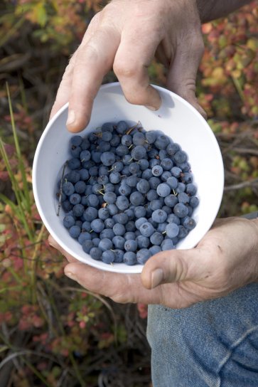 blueberries, picture
