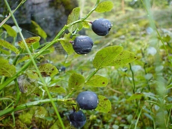blueberries, green leaves