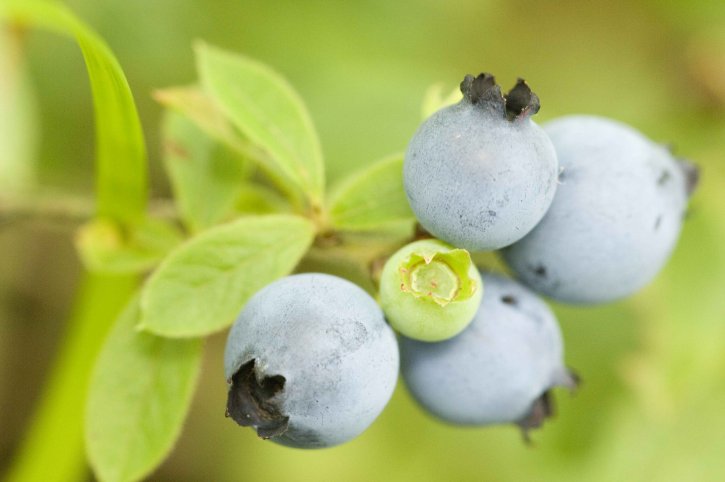 up-close, cluster, ripened, wild, blueberries, fruit