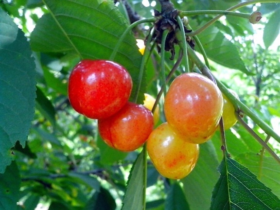 cherries, branch