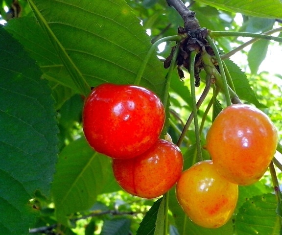 semi maduras, cerejas, branch