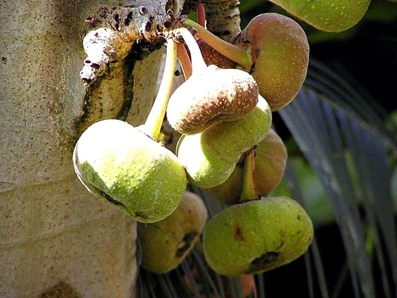 figs, fruit