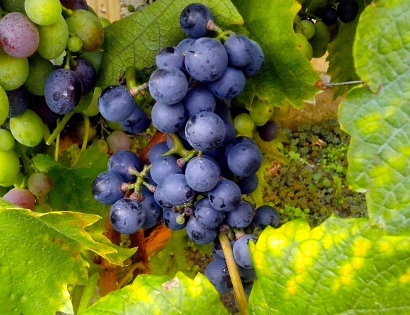 azul, uvas, fruta