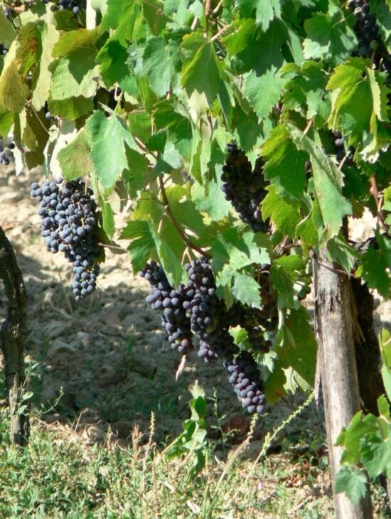 blue, grapes, vineyard