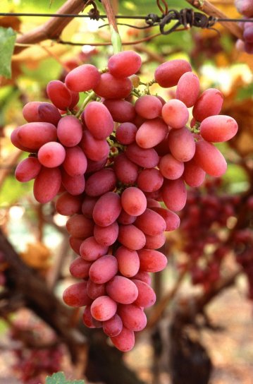 crimson, seedless, grapes, vine