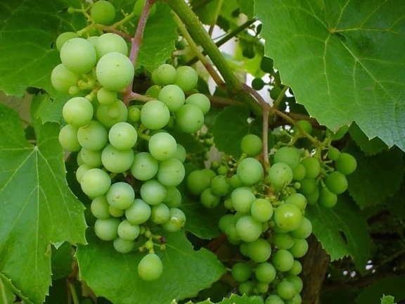 grapevine, green