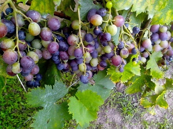 mûres, raisins, vigne